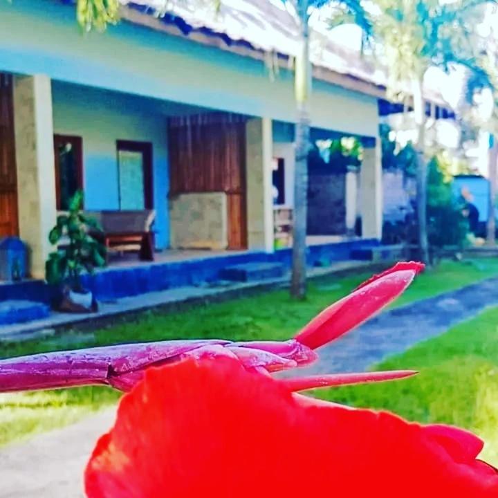 Mengalung Homestay Kuta (Lombok)
